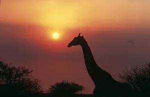alone, amazing, animal, animal behavior, animal head, animals in the wild, attraction alone, amazing, animal, animal behavior, animal head, animals in the wild, attraction