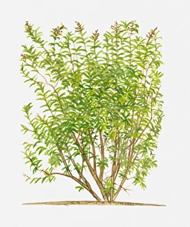 Aloysia triphylla (Lemon Verbena), flowering shrub with green leaves Aloysia triphylla (Lemon Verbena), flowering shrub with green leaves