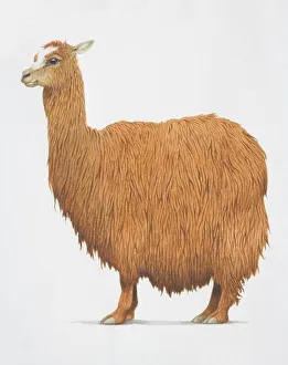 Alpaca, Lama pacos, with shaggy brown fur, side view Alpaca, Lama pacos, with shaggy brown fur, side view