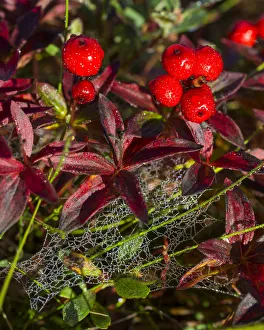 Alpine Bearberry -Arctostaphylos alpinus-, colored leaves and berries in autumn Alpine Bearberry -Arctostaphylos alpinus-, colored leaves and berries in autumn