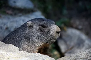 Alpine marmot (Marmota marmota), Alpine Zoo Innsbruck, Tyrol, Austria, Europe Alpine marmot (Marmota marmota), Alpine Zoo Innsbruck, Tyrol, Austria, Europe