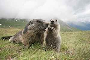 Alpine marmot -Marmota marmota- with young, High Tauern National Park, Carinthia, Austria Alpine marmot -Marmota marmota- with young, High Tauern National Park, Carinthia, Austria