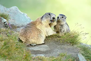 Alpine Marmots -Marmota marmota-, cub sniffing mother, Grossglockner, Hohe Tauern National Park, Tyrol, Austria Alpine Marmots -Marmota marmota-, cub sniffing mother, Grossglockner, Hohe Tauern National Park, Tyrol, Austria