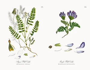 Alpine Milk Vetch, Astragalus alpinus, Victorian Botanical Illustration, 1863 Alpine Milk Vetch, Astragalus alpinus, Victorian Botanical Illustration, 1863