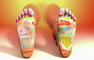 alternative medicine, colour, foot, foot reflexology, front view, full view, landscape alternative medicine, colour, foot, foot reflexology, front view, full view, landscape