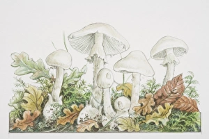 Amanita virosa, Destroying Angel mushrooms fruiting in woodland Amanita virosa, Destroying Angel mushrooms fruiting in woodland