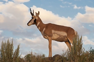 American Antelope (Antilocapra americana), Yellowstone National Park, Wyoming, USA American Antelope (Antilocapra americana), Yellowstone National Park, Wyoming, USA