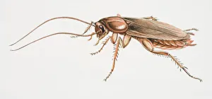 American Cockroach, Periplaneta americana, side view American Cockroach, Periplaneta americana, side view