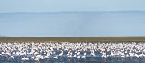 American Flamingoes -Phoenicopterus ruber-, Lesser Flamingoes -Phoeniconaias minor American Flamingoes -Phoenicopterus ruber-, Lesser Flamingoes -Phoeniconaias minor