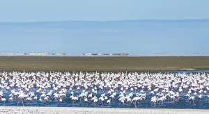 American flamingos -Phoenicopterus ruber- and Lesser Flamingos -Phoeniconaias minor American flamingos -Phoenicopterus ruber- and Lesser Flamingos -Phoeniconaias minor