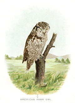 <b class=qtipBold><figcaption>American hawk owl lithograph 1897</figcaption></b><br>Diseases of Poultry by Leonard Pearson - Clarence M. Busch, State Printer of Pennsylvania 1897<br><em>© This content is subject to copyright.</em> American hawk owl lithograph 1897