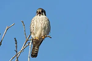 American kestrel vocalizing American kestrel vocalizing