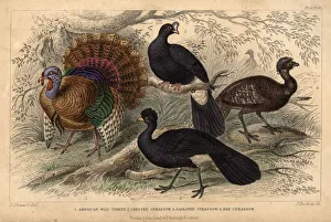 American Turkeys American Turkeys