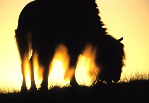 american wildlife, animal, artiodactyla, atmospheric, bison, bison bison, bovidae american wildlife, animal, artiodactyla, atmospheric, bison, bison bison, bovidae