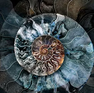 Abstract Collection: Ammonite 1