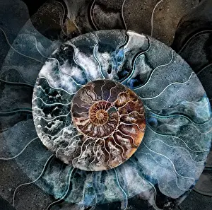 Ammonite 1 Macro Print: Calcified Shell Cross Section