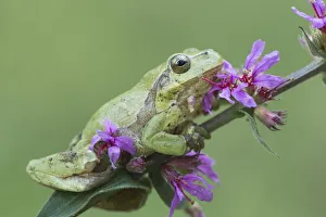 amphibia, blossoming, green, hyla arborea, hylid frog, lythrum salicaria, natural environment amphibia, blossoming, green, hyla arborea, hylid frog, lythrum salicaria, natural environment