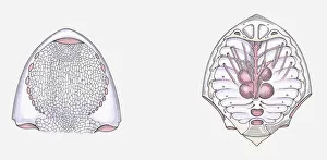 Anatomical illustration of a Cephalaspid prehistoric fish Anatomical illustration of a Cephalaspid prehistoric fish