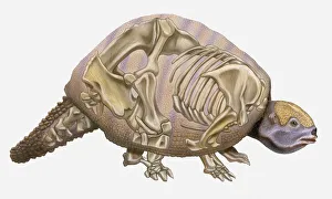 Anatomical illustration of a Pleistocene Edentate (Glyptodon reticulatus), an early mammal Anatomical illustration of a Pleistocene Edentate (Glyptodon reticulatus), an early mammal