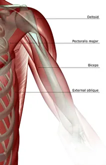 anatomy, biceps, biceps aponeurosis, biceps brachii, close-up view, deltoid, front view anatomy, biceps, biceps aponeurosis, biceps brachii, close-up view, deltoid, front view