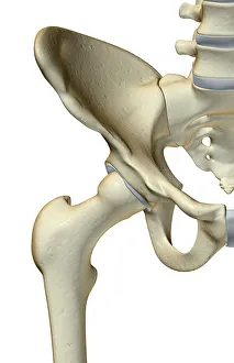 anatomy, bone, bone structure, bone structure of the hip, bones, bones of the hip anatomy, bone, bone structure, bone structure of the hip, bones, bones of the hip