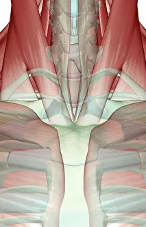 anatomy, chest, chest muscles, close-up view, front view, human, illustration, muscles anatomy, chest, chest muscles, close-up view, front view, human, illustration, muscles