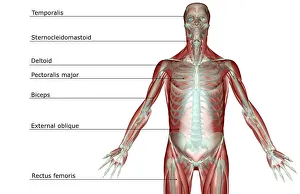 anatomy, chest, chest muscles, external oblique, front view, human, illustration anatomy, chest, chest muscles, external oblique, front view, human, illustration