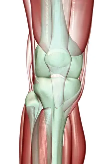 anatomy, close-up view, front view, gracilis tendon, human, illustration, knee, knee muscles anatomy, close-up view, front view, gracilis tendon, human, illustration, knee, knee muscles