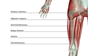 anatomy, back view, biceps femoris, gluteus maximus, gracilis, human, illustration anatomy, back view, biceps femoris, gluteus maximus, gracilis, human, illustration