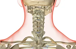 anatomy, back view, bone, bone structure, bone structure of the neck, bones, bones of the neck anatomy, back view, bone, bone structure, bone structure of the neck, bones, bones of the neck