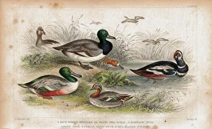 Ancient, Antique, Beak, Bird, Bird Watching, Damaged, Distressed, Drake, Duck, Feather Ancient, Antique, Beak, Bird, Bird Watching, Damaged, Distressed, Drake, Duck, Feather