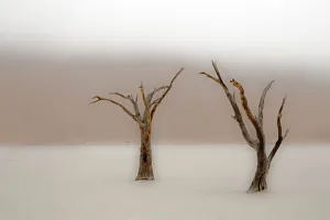 Ancient camel thorn trees (Vachellia erioloba) in fog in Dead Vlei, Sossusvlei, Namib-Naukluft National Park, Namib Desert, Namibia Ancient camel thorn trees (Vachellia erioloba) in fog in Dead Vlei, Sossusvlei, Namib-Naukluft National Park, Namib Desert, Namibia