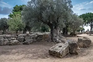Ancient Olive Tree and Temple Ruins Print