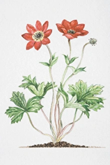 Anemone pavonina, red flowers on slender stalks, with bracts further down stalk at a Anemone pavonina, red flowers on slender stalks, with bracts further down stalk at a