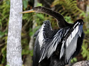 Anhinga or snakebird, Anhinga anhinga, gets it's name from it's long, snakelike neck. Everglades National Park, Florida, USA. UNESCO World Heritage Site (Biosphere Reserve) Anhinga or snakebird, Anhinga anhinga, gets it's name from it's long, snakelike neck. Everglades National Park, Florida, USA. UNESCO World Heritage Site (Biosphere Reserve)