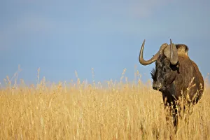 animal, animal themes, animals in the wild, beauty in nature, blue wildebeest, clear sky animal, animal themes, animals in the wild, beauty in nature, blue wildebeest, clear sky