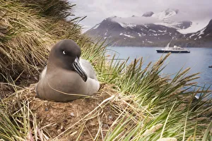 animal behaviour, perching, physical stance, sitting, group of animals, flock of birds animal behaviour, perching, physical stance, sitting, group of animals, flock of birds