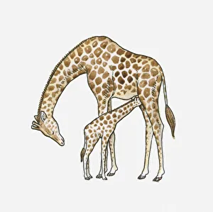 animal family, care, day, dependency, female animal, full length, giraffa camelopardalis animal family, care, day, dependency, female animal, full length, giraffa camelopardalis