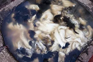 Animal skins on an earth pit in tannery of Fez Animal skins on an earth pit in tannery of Fez
