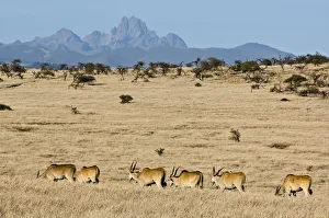 animal themes, animals in the wild, clear sky, colour image, day, daytime, eland animal themes, animals in the wild, clear sky, colour image, day, daytime, eland