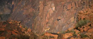 animal, western cape province, adventurous, africa, alone, animal behavior, animals in the wild animal, western cape province, adventurous, africa, alone, animal behavior, animals in the wild