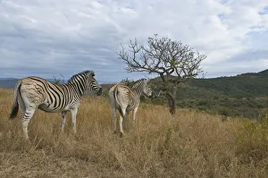 animals in the wild, burchells zebra, day, equus burchelli, full length, grass area animals in the wild, burchells zebra, day, equus burchelli, full length, grass area