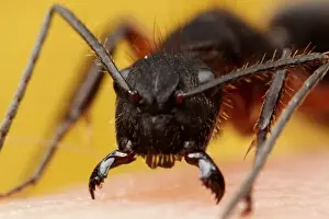 Yellow Background Images Prints: Ant attack