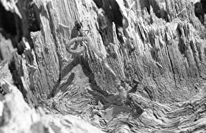 Ant Food Ant Food