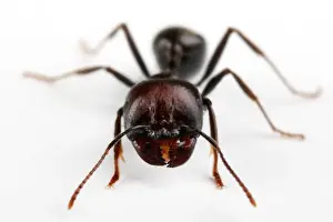White Background Insect Photos Prints: Ant macro