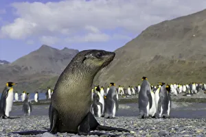 Antarctic fur seal pup in king penguin rookery (focus on seal pup) Antarctic fur seal pup in king penguin rookery (focus on seal pup)