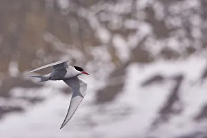 Antarctic Tern (Sterna vittata) in flight, Deception Island, South Shetland Islands Antarctic Tern (Sterna vittata) in flight, Deception Island, South Shetland Islands