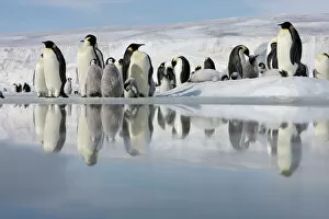 Pop art Collection: Antarctica, Snow Hill Island, emperor penguins on ice