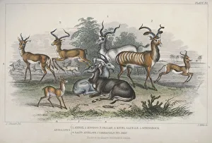 Antelopes Antelopes