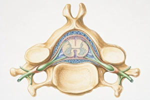 Anterior cross section of spinal column revealing how vertebra fits round spinal cord Anterior cross section of spinal column revealing how vertebra fits round spinal cord